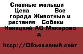 Славные малыши! › Цена ­ 10 000 - Все города Животные и растения » Собаки   . Ненецкий АО,Макарово д.